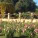 Panoramica sul giardino delle rose. Sul fondo  ben visibile la cascata dorata della bignonia gialla che riveste l'emiciclo